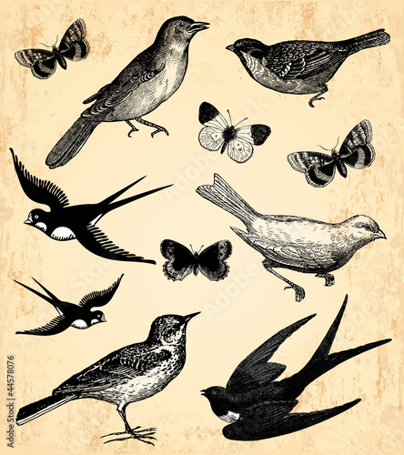 Obraz w ramie Oiseaux et papillons