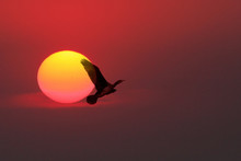 Sunset Cormorant