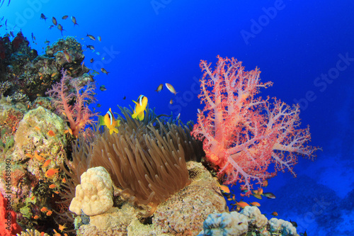 Board z aluminiowym obramowaniem Anemon i miękkie korale z clownfish na rafie Morza Czerwonego