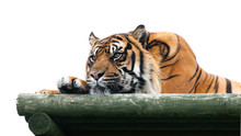 Sumatran Tiger Lying On Wooden Platform Isolated