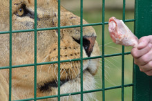 Lion Looking Longingly At Chicken Leg