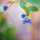 borówka jagoda borówki jagody amerykańskie niebieskie owoc krzak
