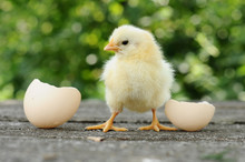 Small Chicks And Egg Shells