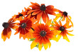 Bouquet of colorful rudbeckia flowers