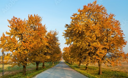 Board z aluminiowym obramowaniem Jesienny widok alei drzew wiśni (prunus avium)