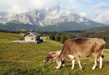 Sticker - Morning view from Sexten Dolomites with cow