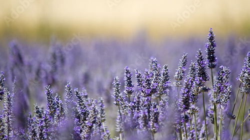 Nowoczesny obraz na płótnie Lavender flower field. Close up. France.