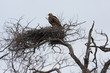 Adler im Nest