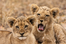 Junge Löwen (Panthera Leo)