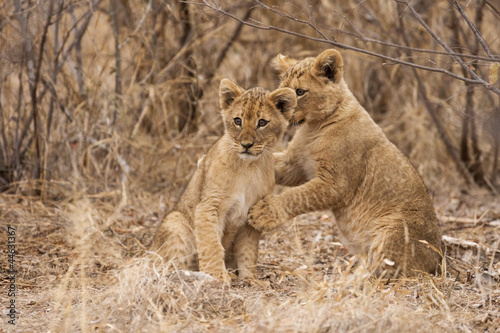 Plakat na papierze fotorealistycznym Młode lwy (panthera leo)