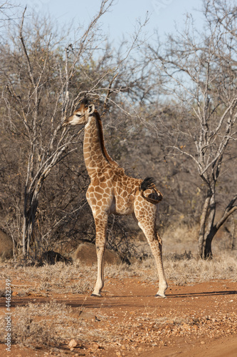 Board z aluminiowym obramowaniem Kapgiraffe (g. c. giraffa)