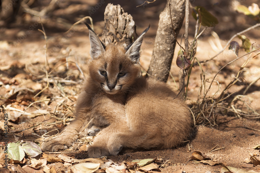 Karakal (Caracal caracal) Stock Photo | Adobe Stock