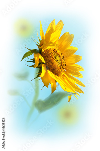 Naklejka - mata magnetyczna na lodówkę sunflower