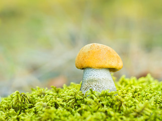 Wall Mural - Orange Birch Bolete (Leccinum versipelle)