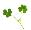 green clover symbol of a St Patrick day