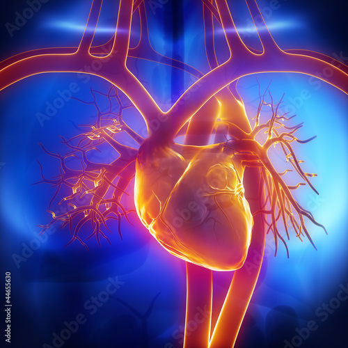 Fototapeta na wymiar Pulmonary trunk, vein, aorta in heart