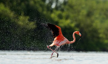 The Flamingo Runs On Water With Splashes