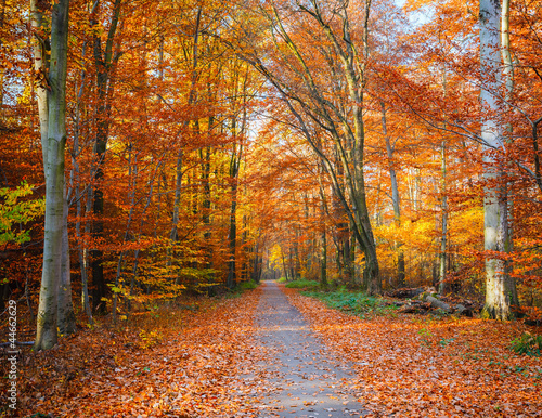 Obraz w ramie Pathway in the autumn forest