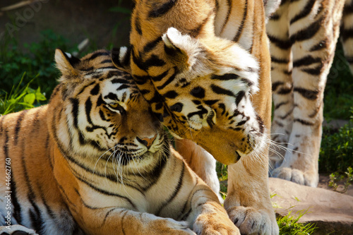 Board z aluminiowym obramowaniem Tygrys sybiryczny (panthera tigris altaica)