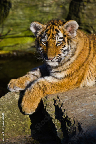 Board z aluminiowym obramowaniem Tygrys sybiryczny (panthera tigris altaica)