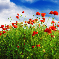 Wall Mural - poppies field