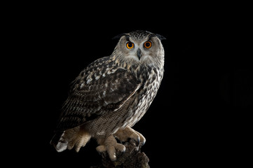 eurasian eagle owl (bubo bubo) - stock photo