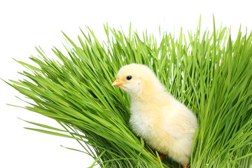 Fototapete - Chicken in green grass