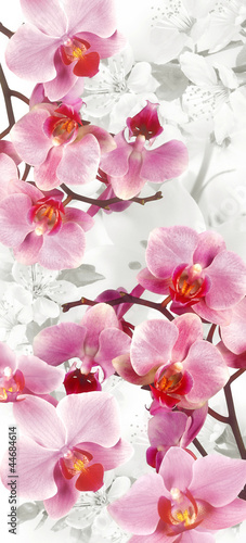 Naklejka na szybę Kwitnące kwiaty orchidei i wiśni