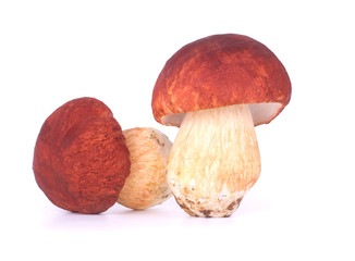 Two Boletus edulis isolated on white