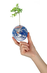Wall Mural - Tree on Earth as a symbol of pease and feeding the world.Element