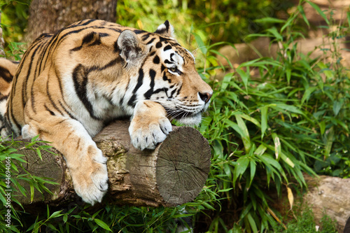 Naklejka na szybę Sibirischer Tiger (Panthera tigris altaica)