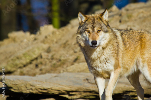 Plakat na papierze fotorealistycznym Wilk drewna lub amerykański szary wilk (canis lupus lycaon)