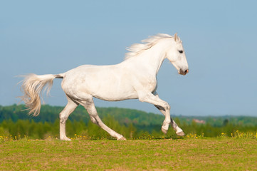 Wall Mural - White Orlov trotter horse runs gallop on the meadow