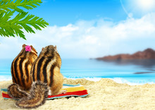 Chipmunks On The Beach, Honeymoon Concept