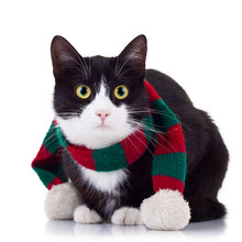 Black And White Cat Wearing Winter Scarf