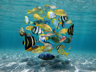 Sticker - Shoal of colorful tropical fish grouped together in circle shape (digitally composed) underwater between sandy seabed and water surface, Caribbean sea