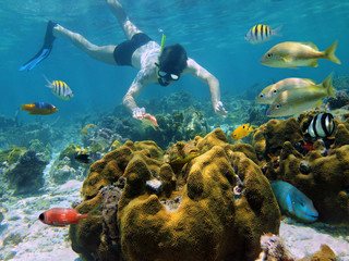 Wall Mural - Man snorkeling underwater looks a starfish in a coral reef with tropical fish, Caribbean sea