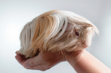 Long Haired Guinea Pig