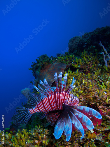 Fototapeta do kuchni Lionfish (Pterois) near coral, Cayo Largo, Cuba