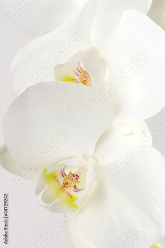 Obraz na płótnie canvas dwuczęściowy "dyptyk" Zbliżenie orchidei