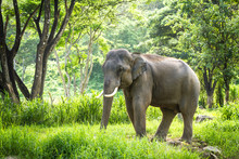 Mature Bull Elephant With Long Tusks Stands In Forest