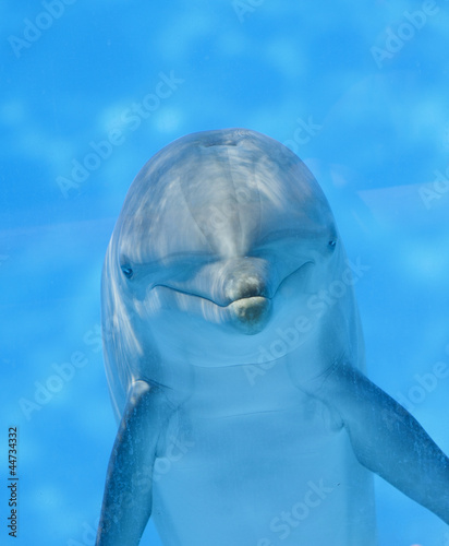 Board z aluminiowym obramowaniem Delfin