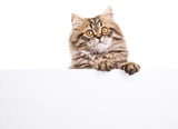 Fototapeta Koty - persian kitten holding banner for text on isolated white