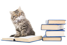 Persian Kitten Reading Books On Isolated White