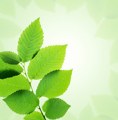 Wall Mural - Green leaves frame