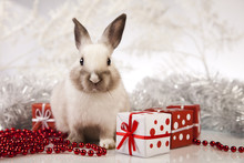  Bunny With Christmas 