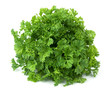Fresh parsley herb