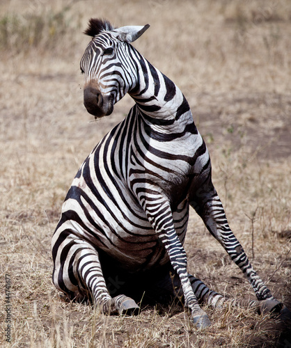 Obraz na płótnie canvas trzyczęściowy "tryptyk" Walcząca zebra