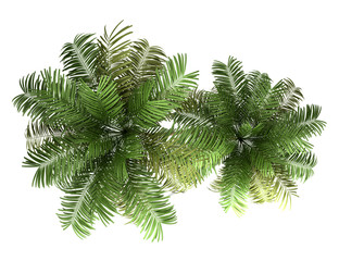 Wall Mural - top view of two areca palm trees isolated on white background