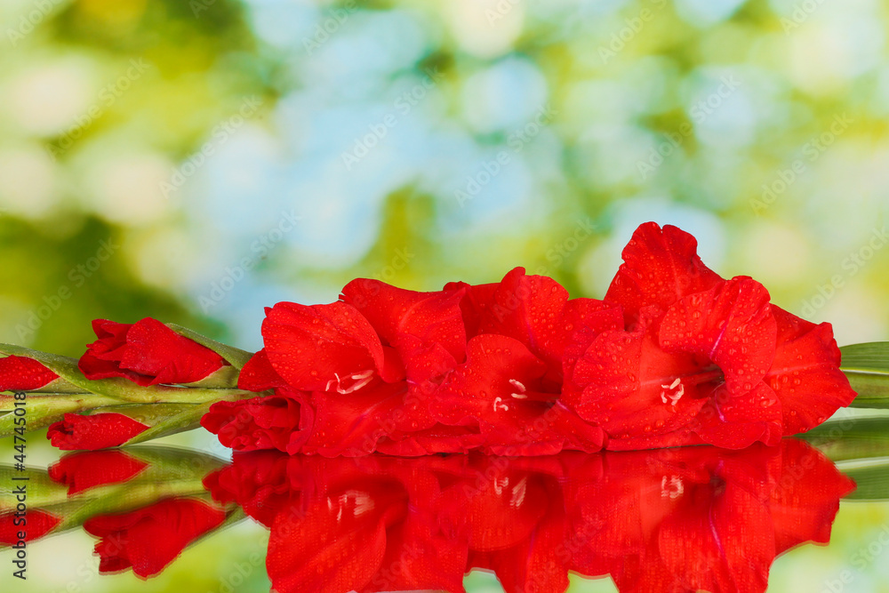 branch of red gladiolus on green background close-up